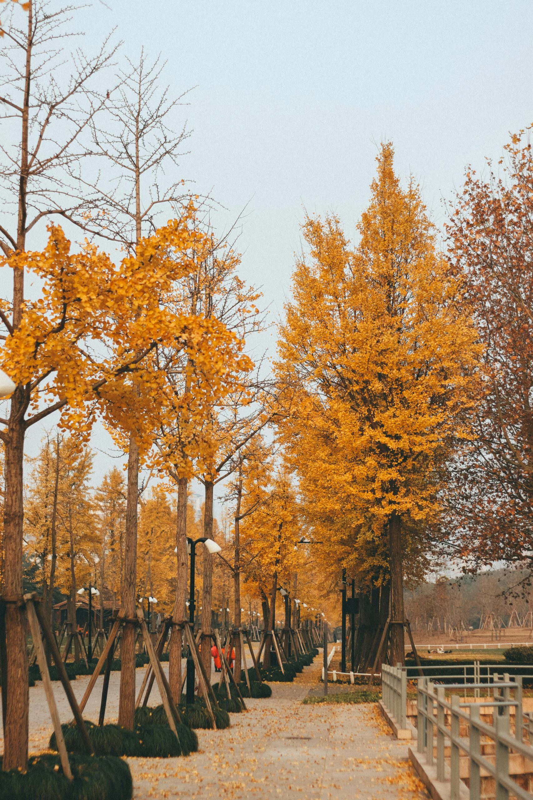 9D8N Gorgeous Western Sichuan ( PT-CCP9 )